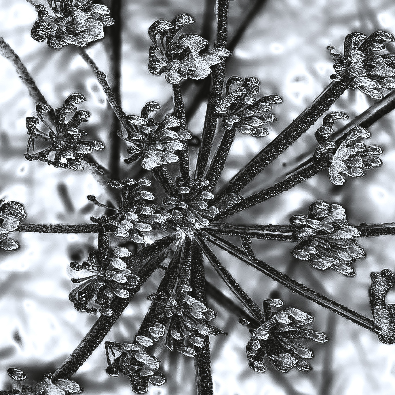 A central plant stem from which numerous smaller stems or branches radiate outwards in a somewhat symmetrical, circular pattern. The smaller stems have seed pods clustered along them. The entire plant is covered in a layer of small, reflective frost, creating a sparkling, glittering effect.