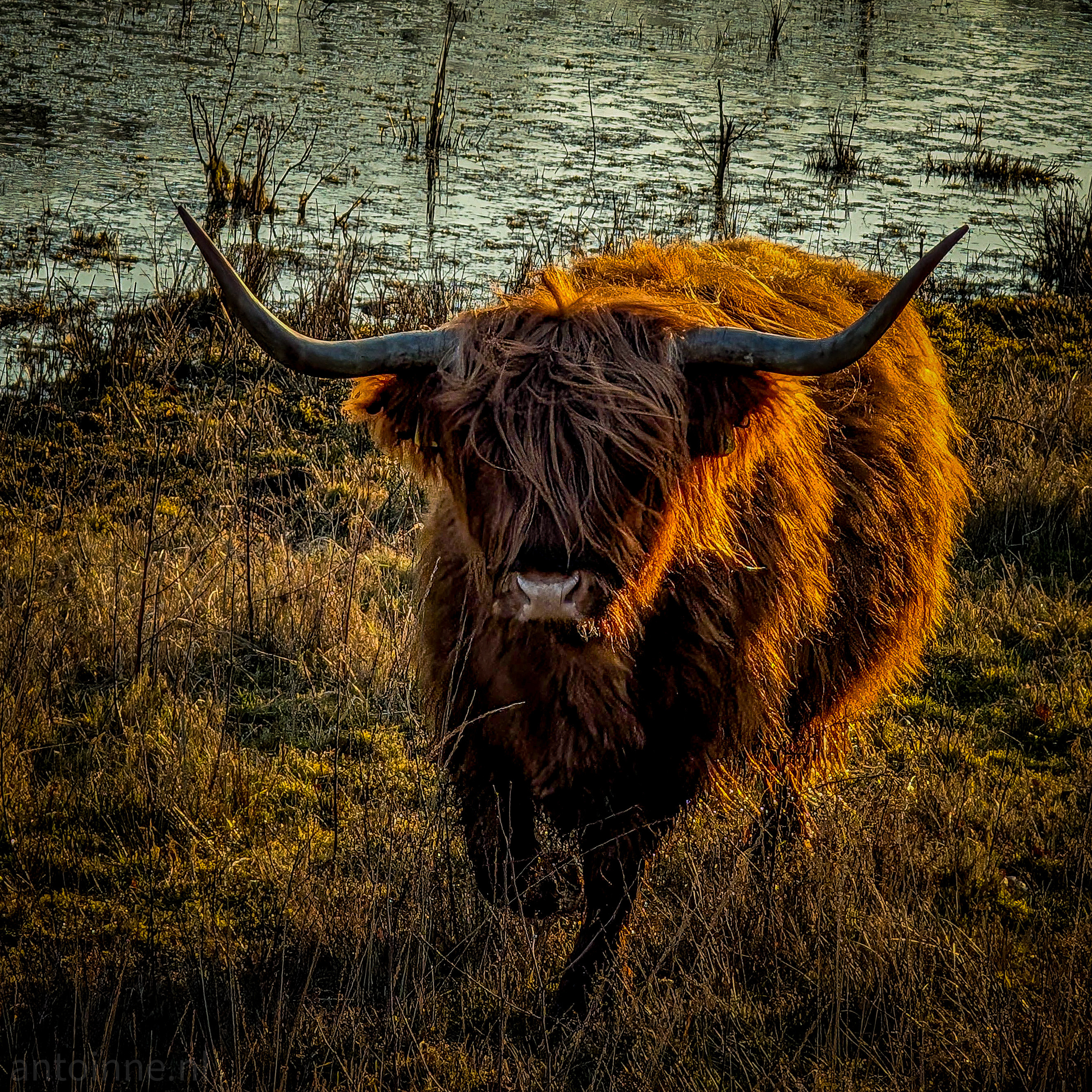 A large, hairy Highland cow with long, curved horns. It faces the viewer directly. The cow's coat is a shaggy mix of brown and orange. Its long horns point upwards and slightly outwards. The cow stands in a grassy field. In the background, there is a marshy area.